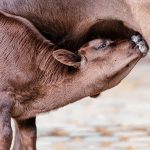 Penerbitan BPJS: Mewujudkan Kesehatan yang Terjangkau di Kabupaten Mamasa